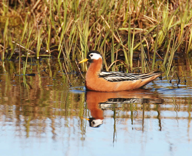 Red Phalarope