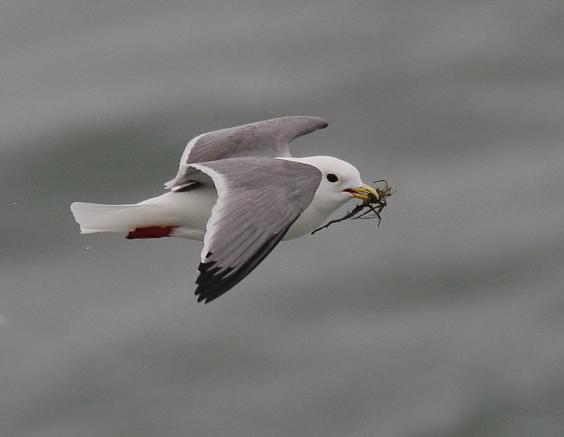 Red-legged Kittiwake