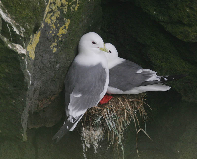 Red-legged Kittiwake