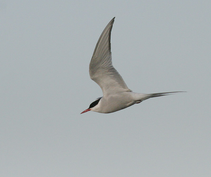 Arctic Tern