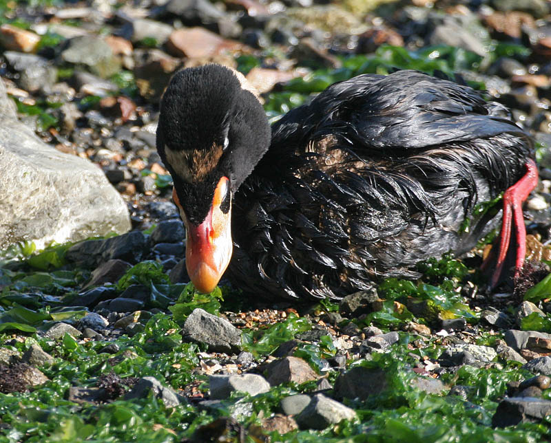 oiled Surf Scoter
