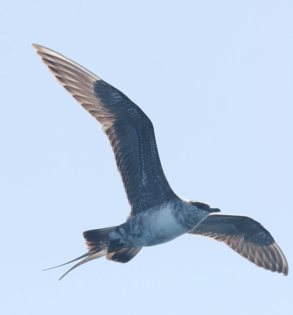 Long-tailed Jaeger