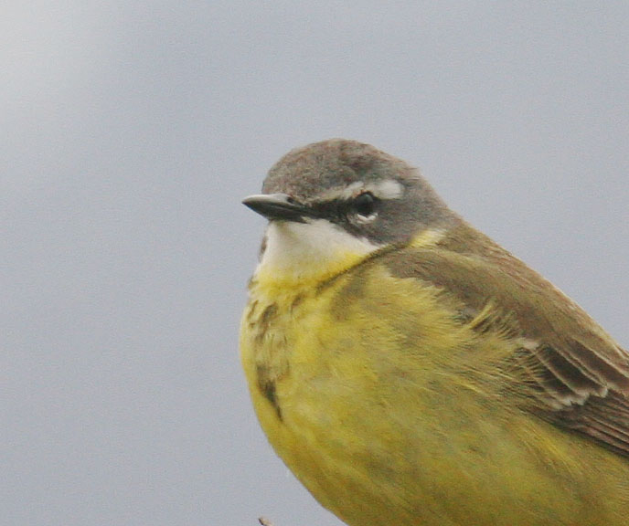 Eastern Yellow Wagtail