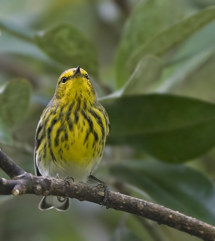 Cape May Warbler, Mead Gardens,Orlando, Fl.