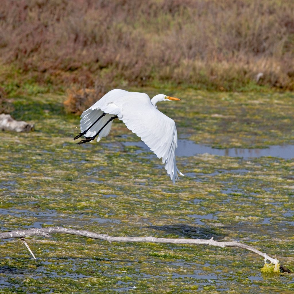 Great White Egret