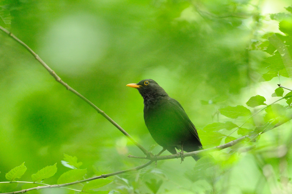 Merle noir - Common Blackbird - Turdus merula