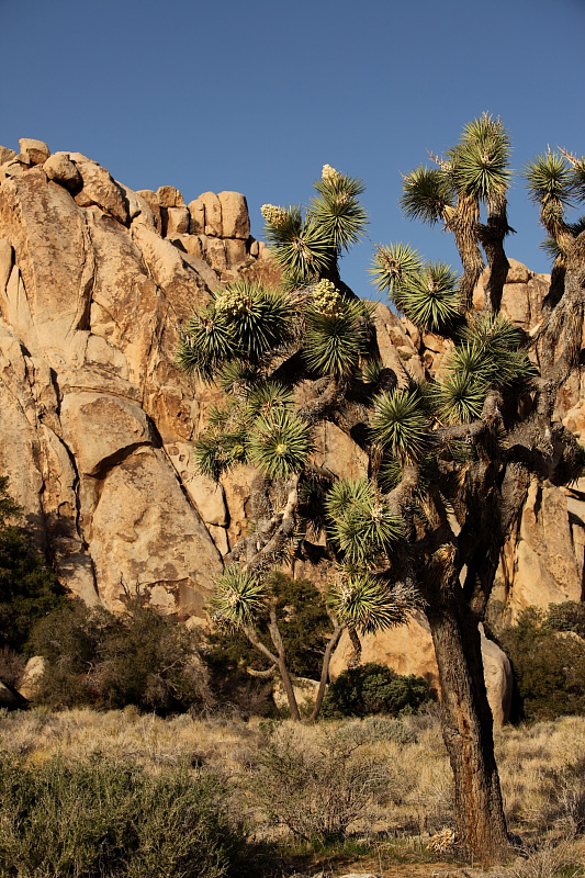 Joshua Tree National Park      0568