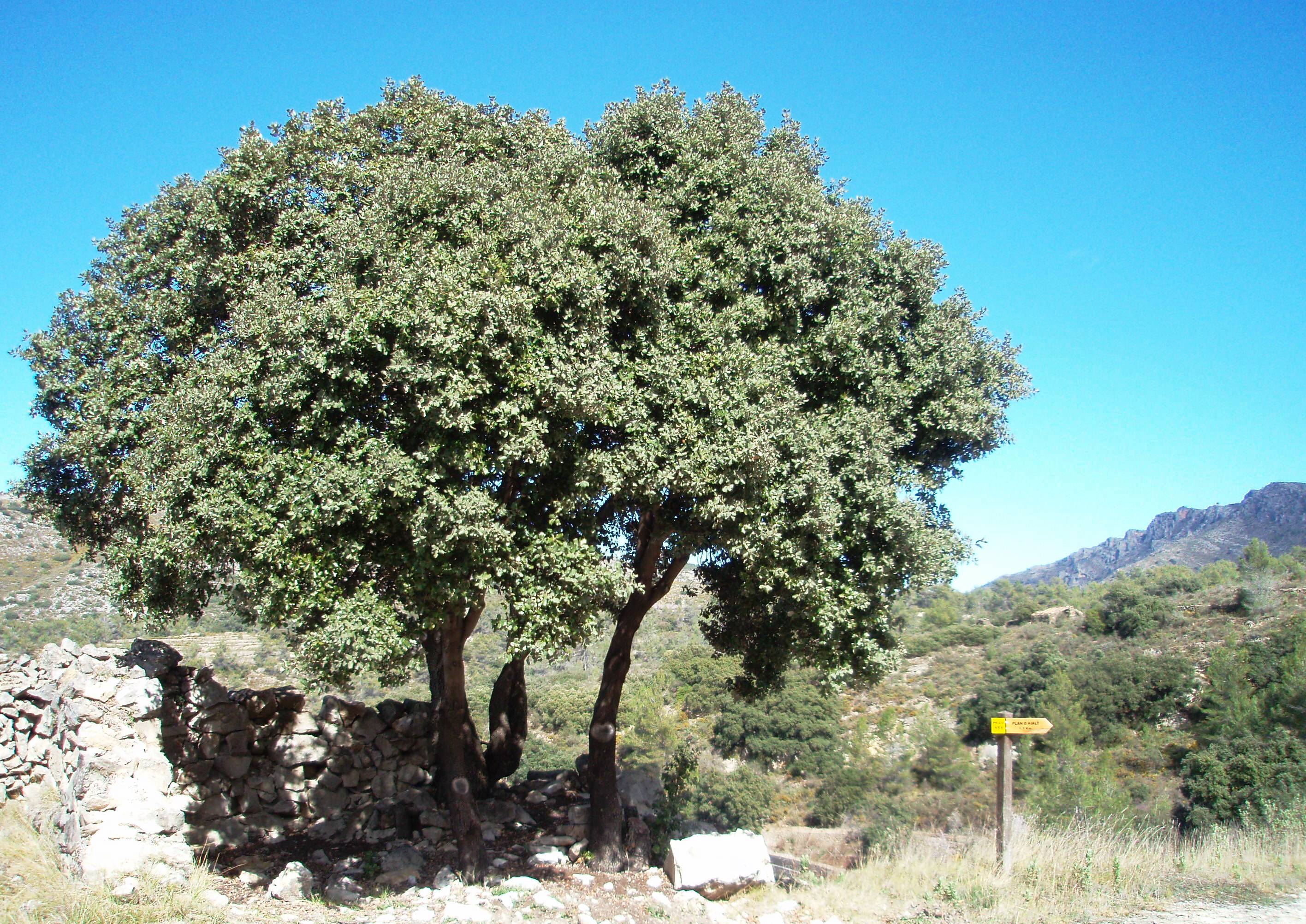 Oaks and signpost