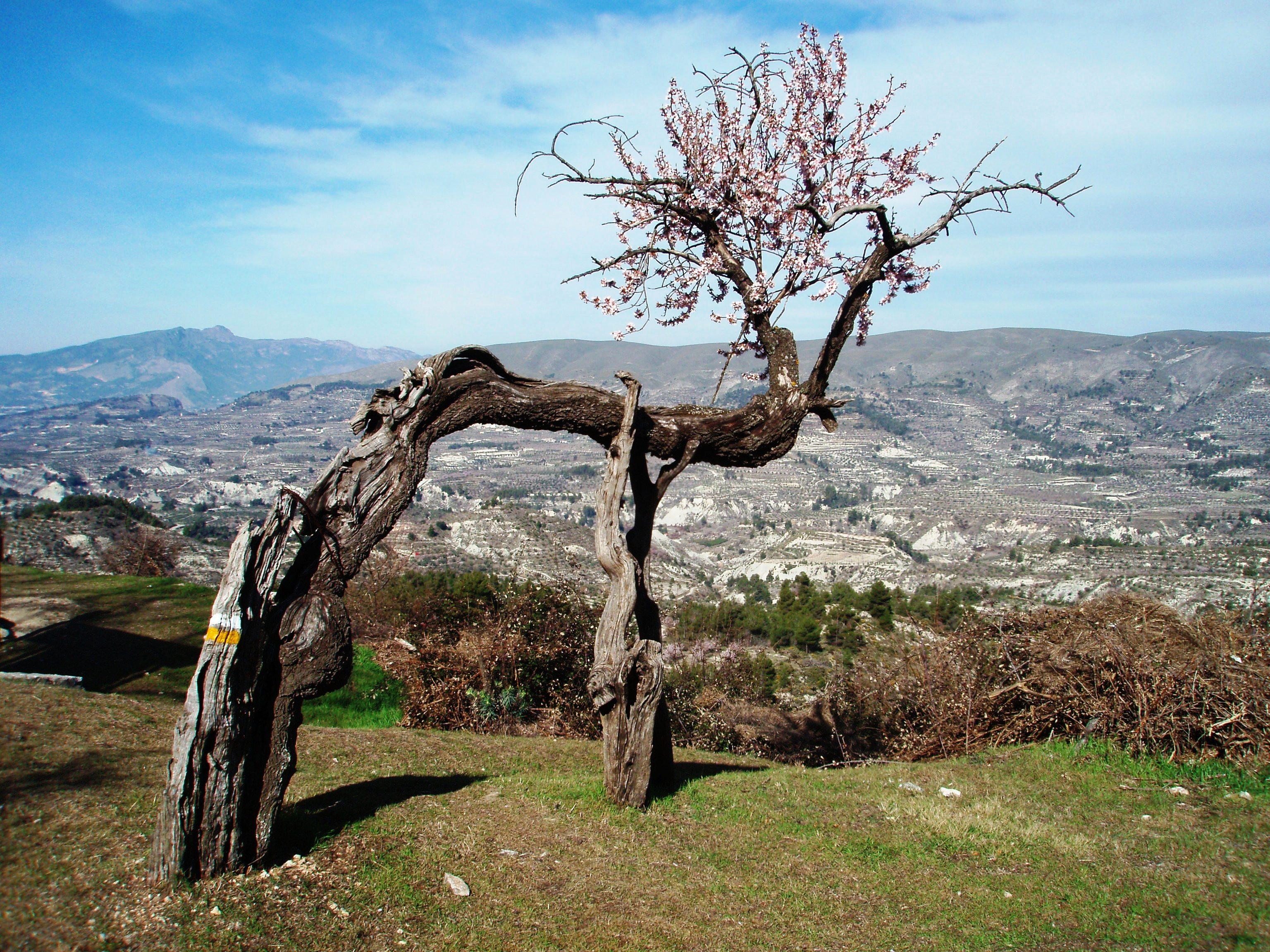 Remarkable tree