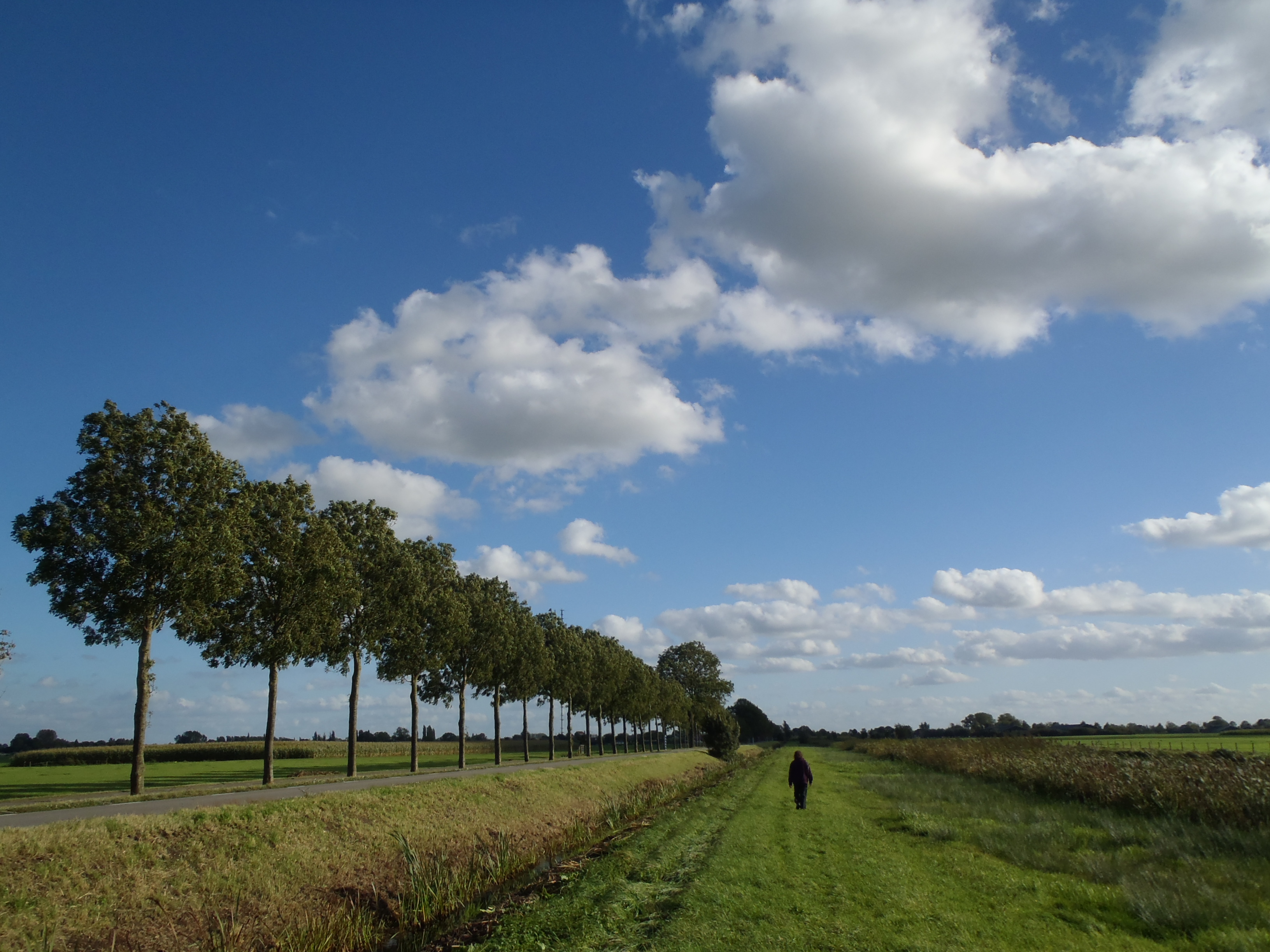 Line of trees