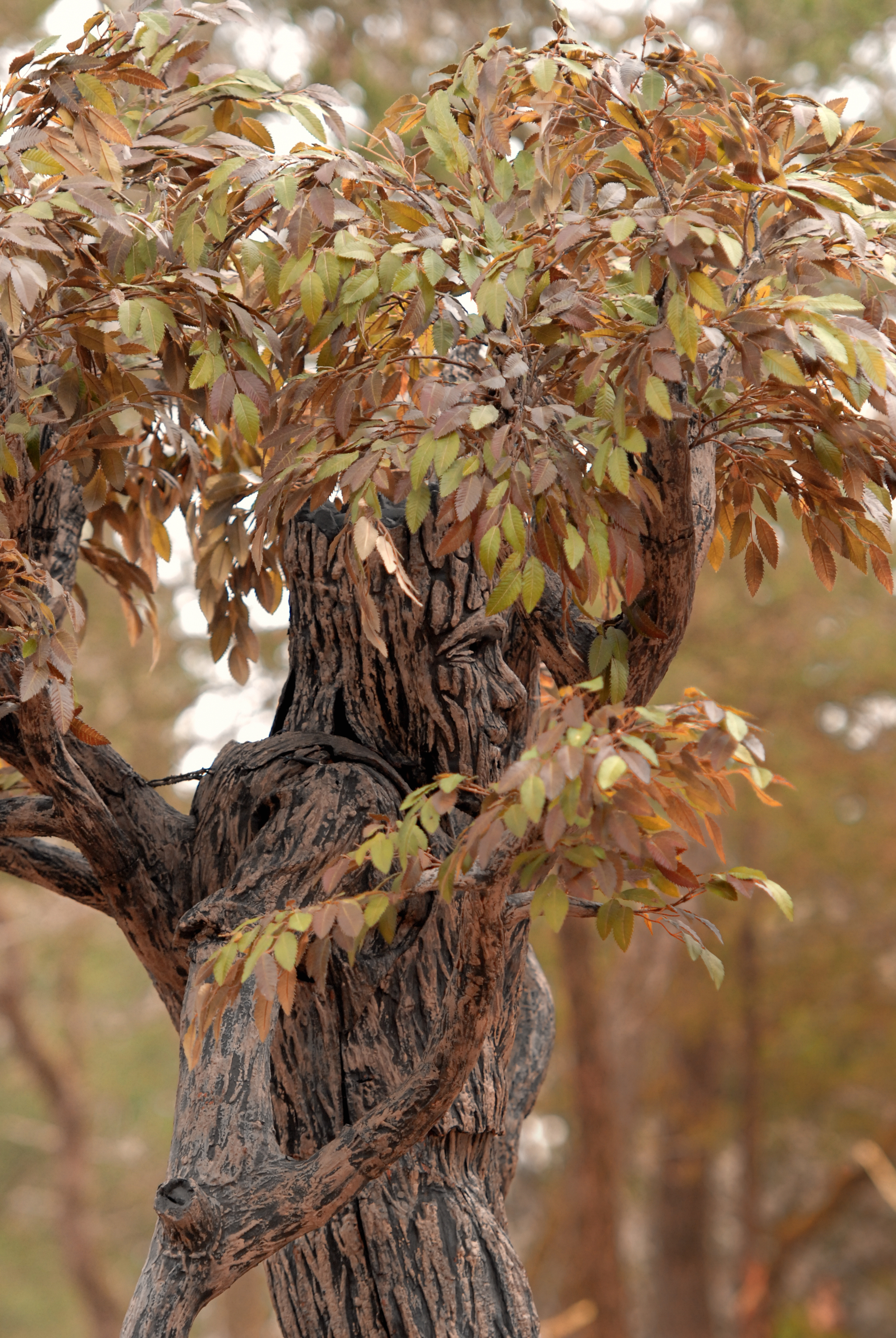 Tree Man