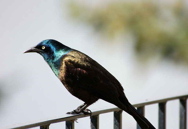 Grackle