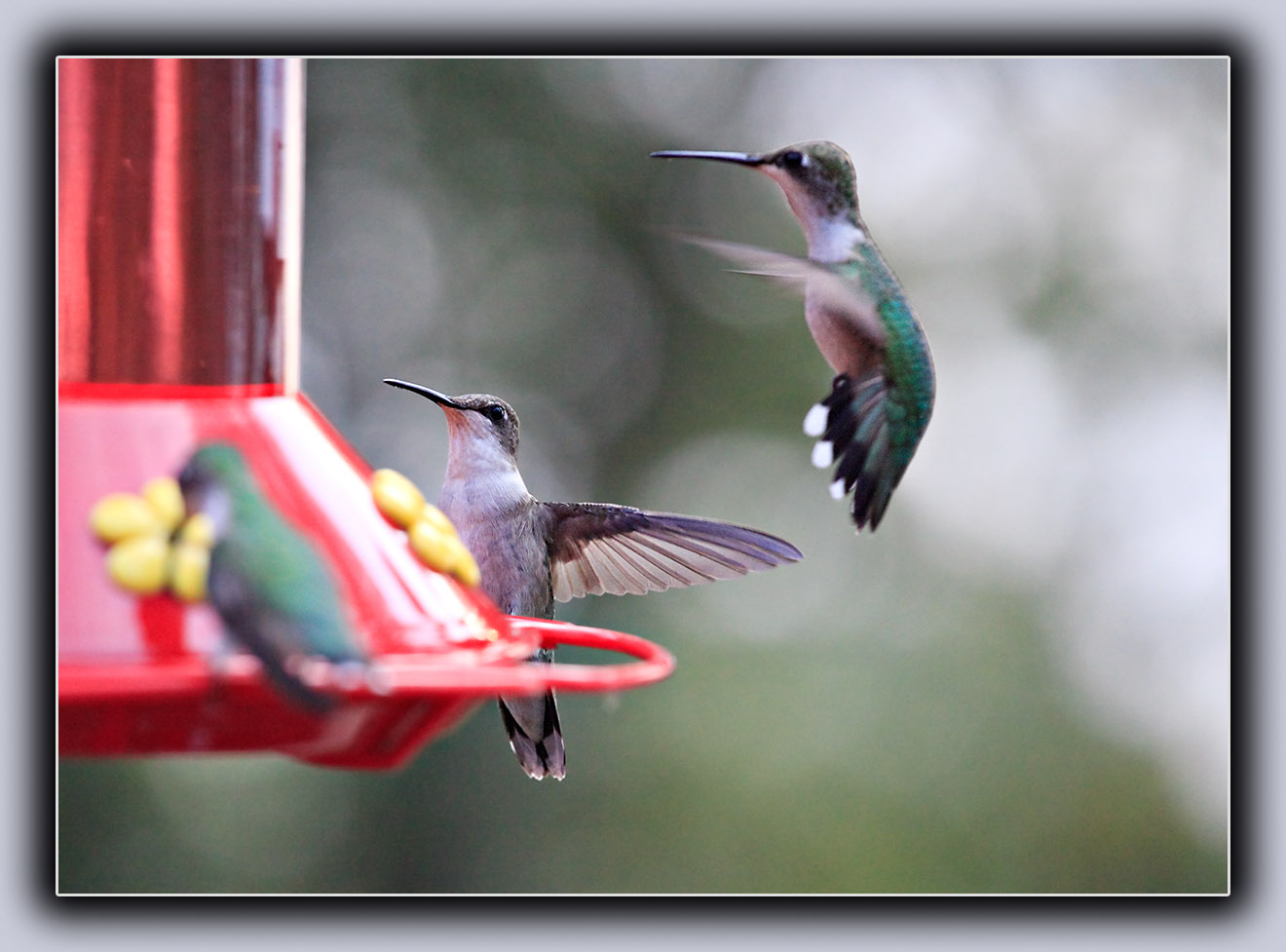 Ruby-Throated Humming Birds (4)