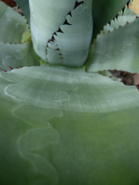 Durangensis leaf detail