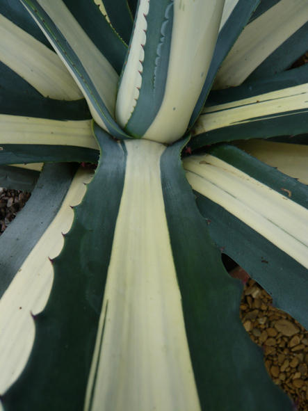 Medio Picta Alba detail