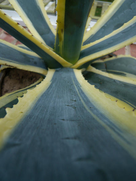 Americana marginata detail