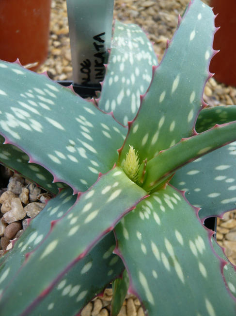 Aloe sinkatana