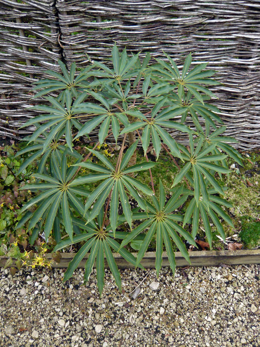 Schefflera