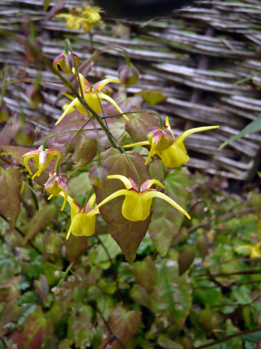 Epimedium