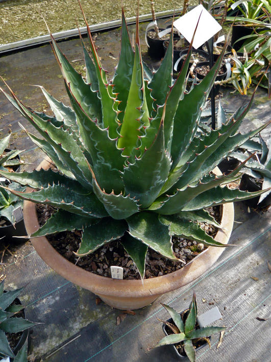 Agave Montana