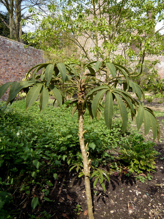 Schefflera