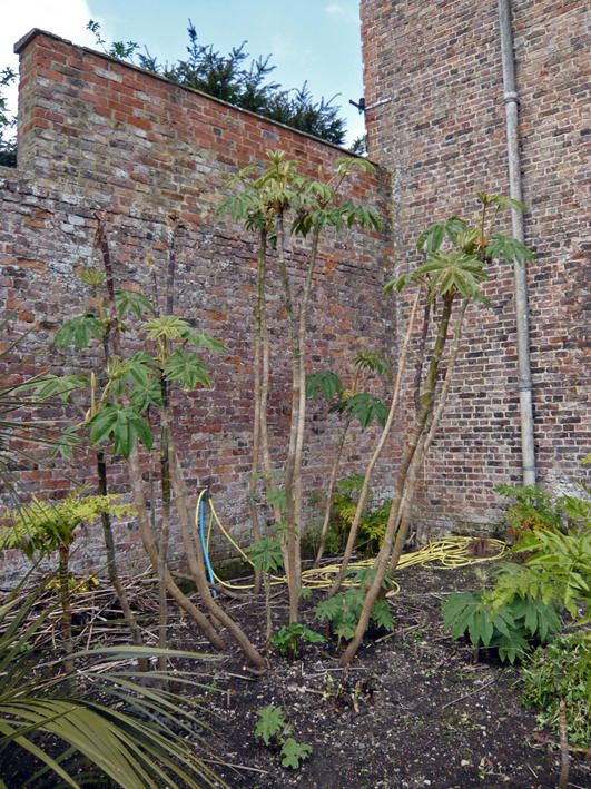 Tetrapanax papyrifer rex