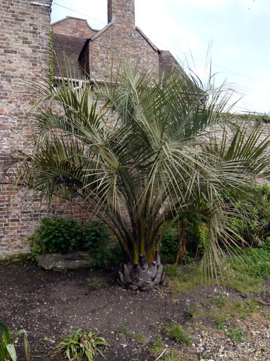 Butia
