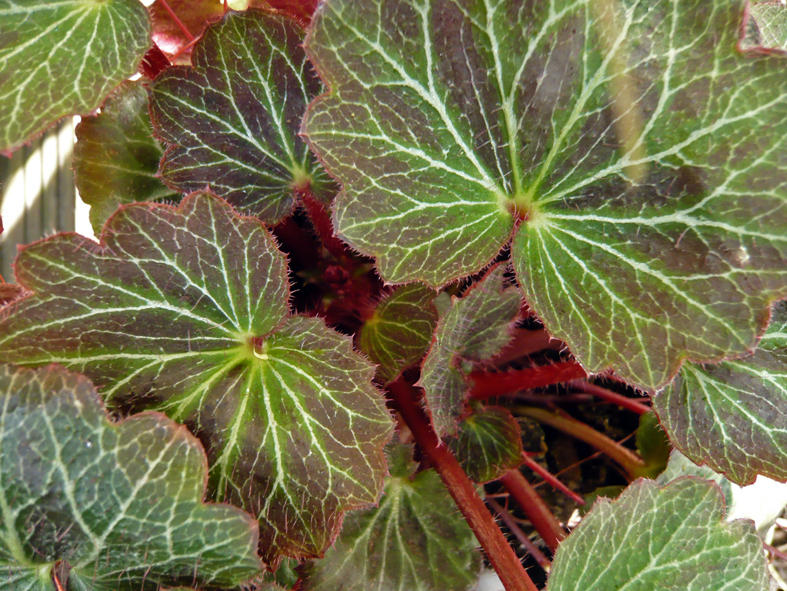 Saxifraga Stolonifera