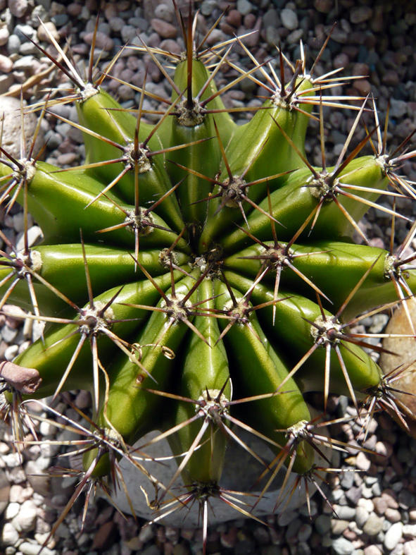Echinocereus hybrid
