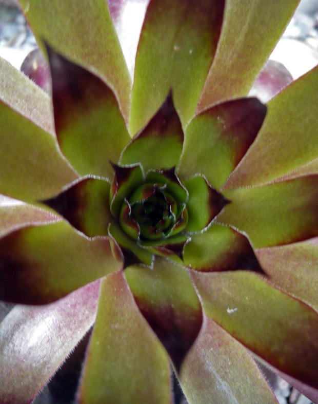 Sempervivum