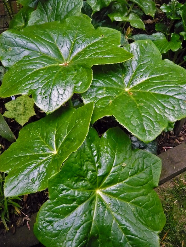 Podophyllum pleianthum