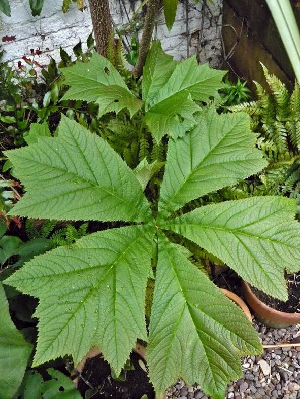 Rodgersia podophylla