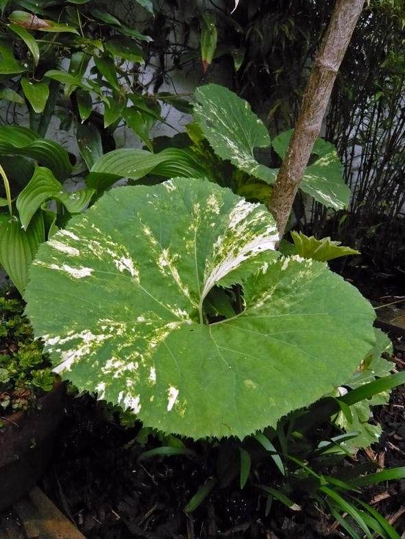 Petasites japonicus var. giganteus Nishiki-buki 