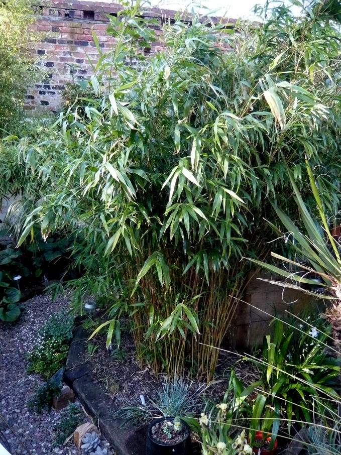 Semiarundinaria yashadake Kimmei