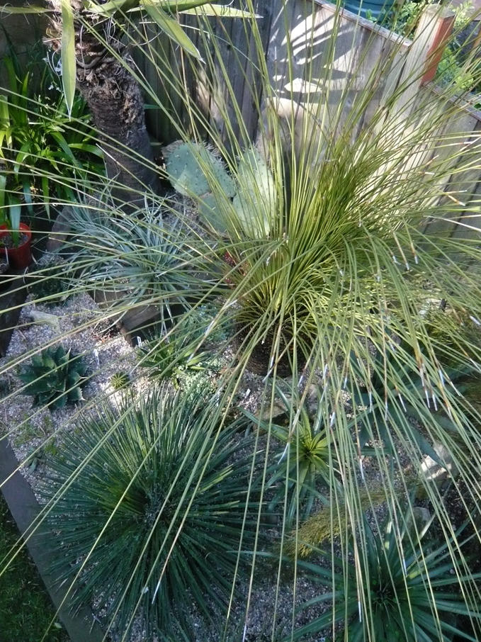Dasylirion Quadrangulatum
