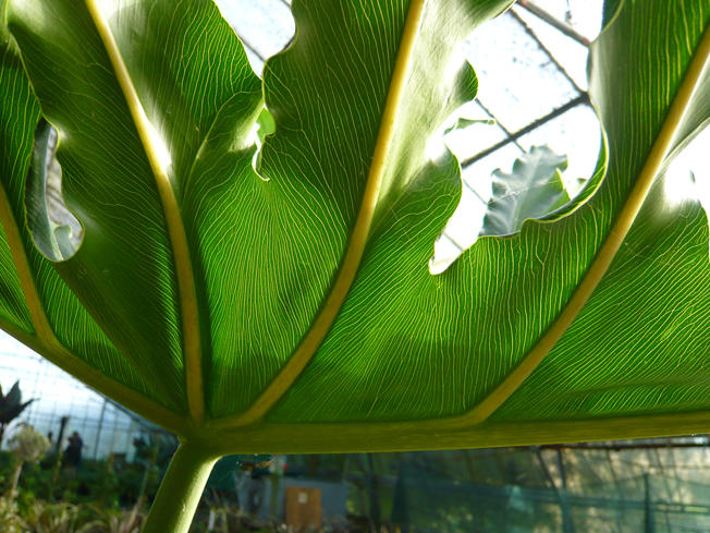 philodendron leaf