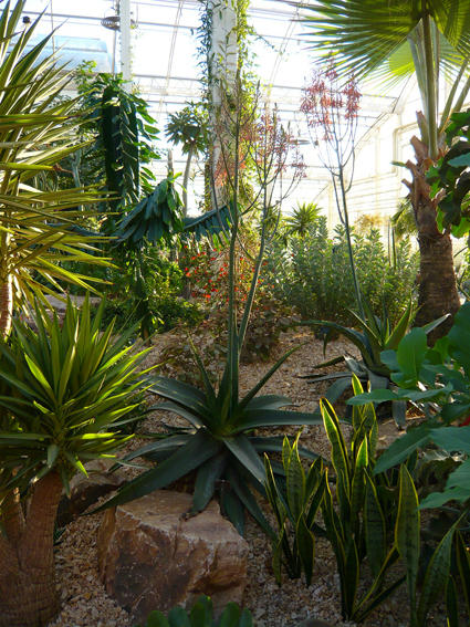 Wisley Aloe