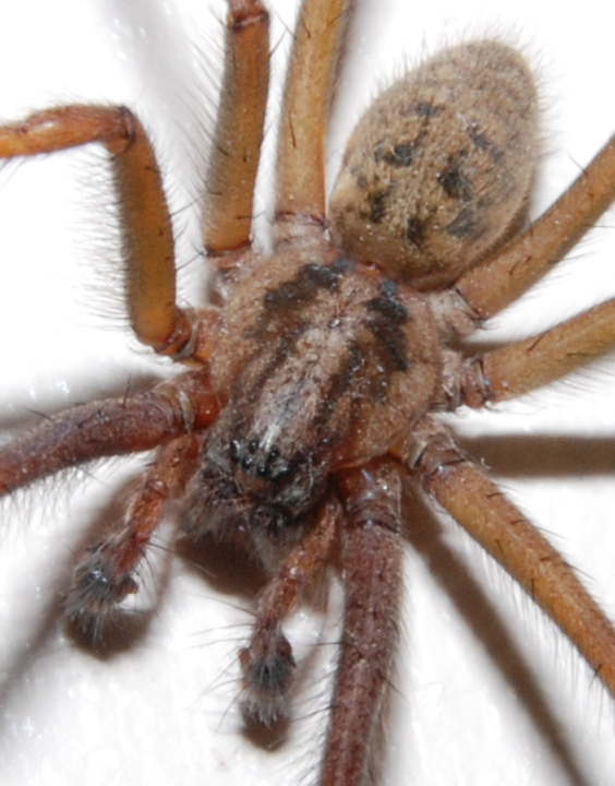 Spider, detail of body