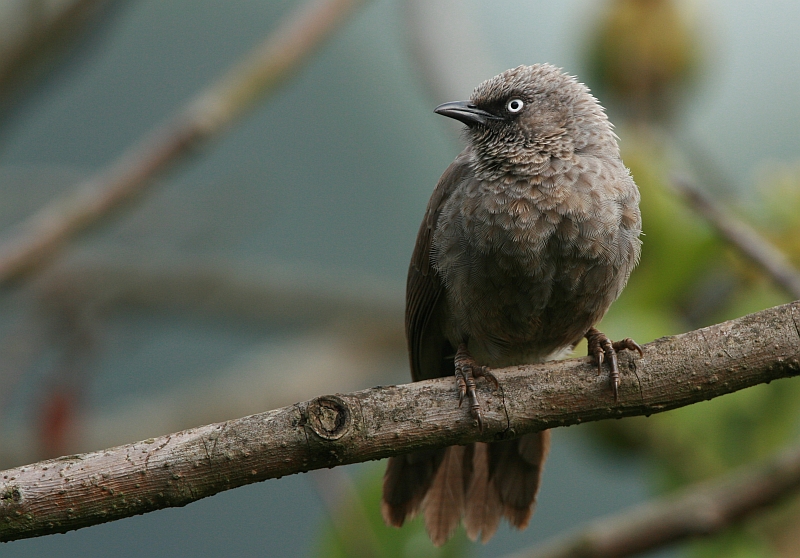 Black-lored Babbler.jpg