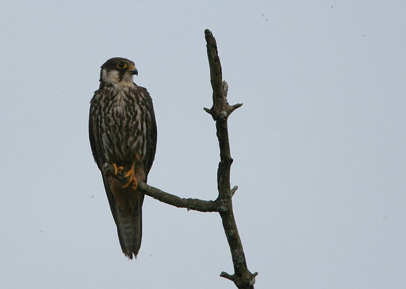 Eurasian Hobby