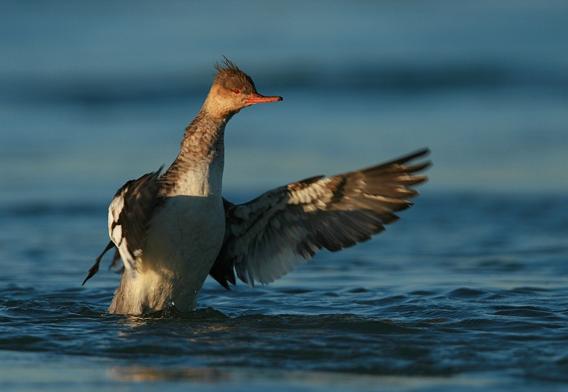 Red-breasted Merganser