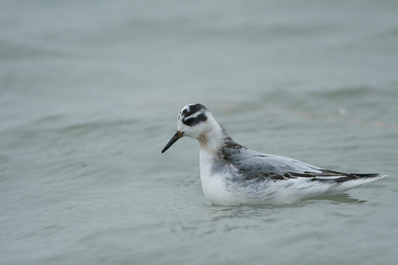 Grey Phalarope