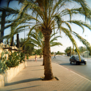 Tunisia Palm