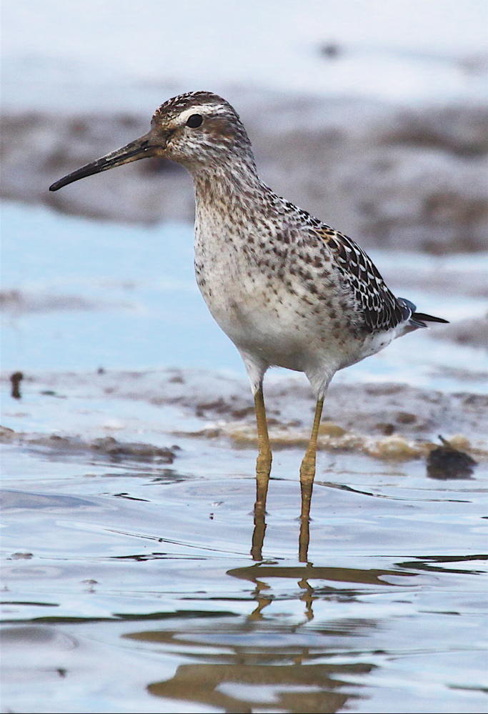  STILT SANDPIPER