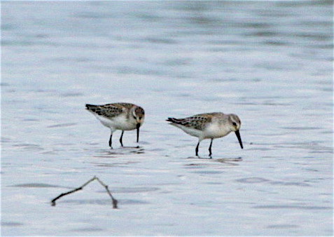  WESTERN SANDPIPERS
