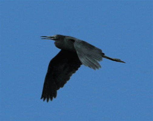 LITTLE BLUE HERON - ADULT