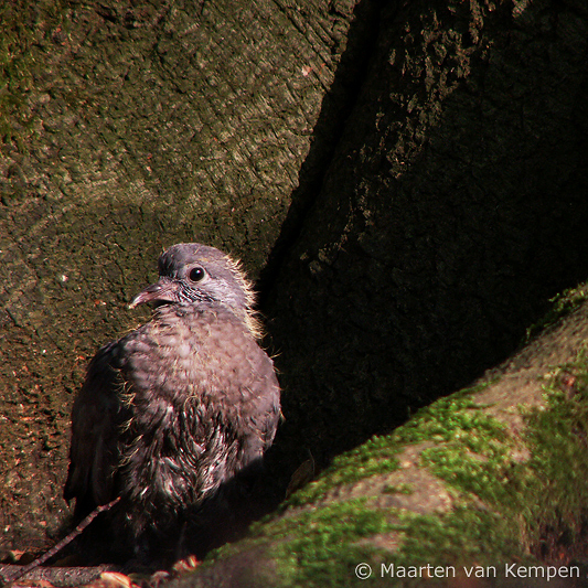 Wood pigeon <BR>(Columba palumbus)