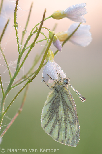 Green-veined white <BR>(Pieris napi)