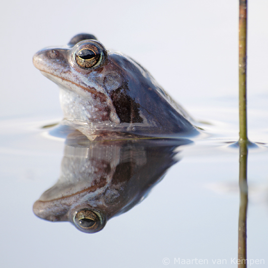 Moor frog <BR>(Rana arvalis)