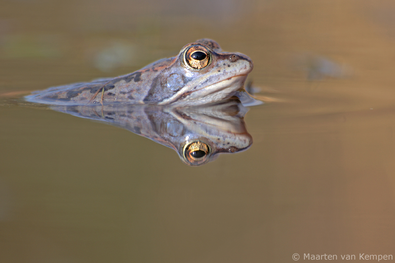 Moor frog <BR>(Rana arvalis)